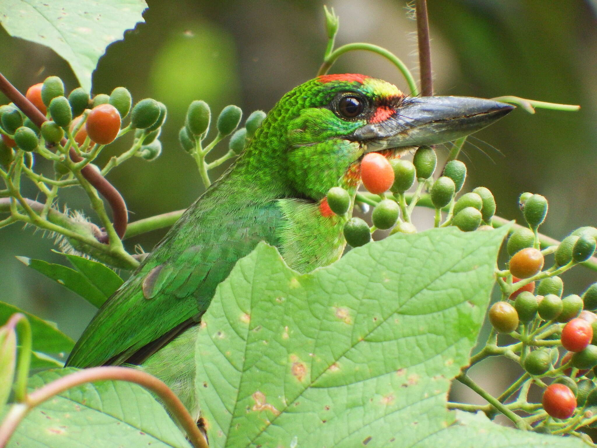 Image of Red-throated Barbet