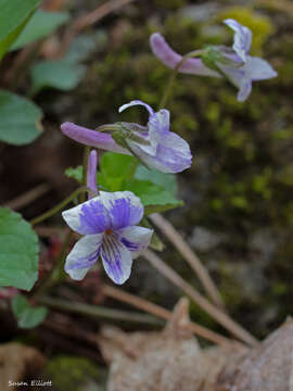 Imagem de Viola rostrata Pursh