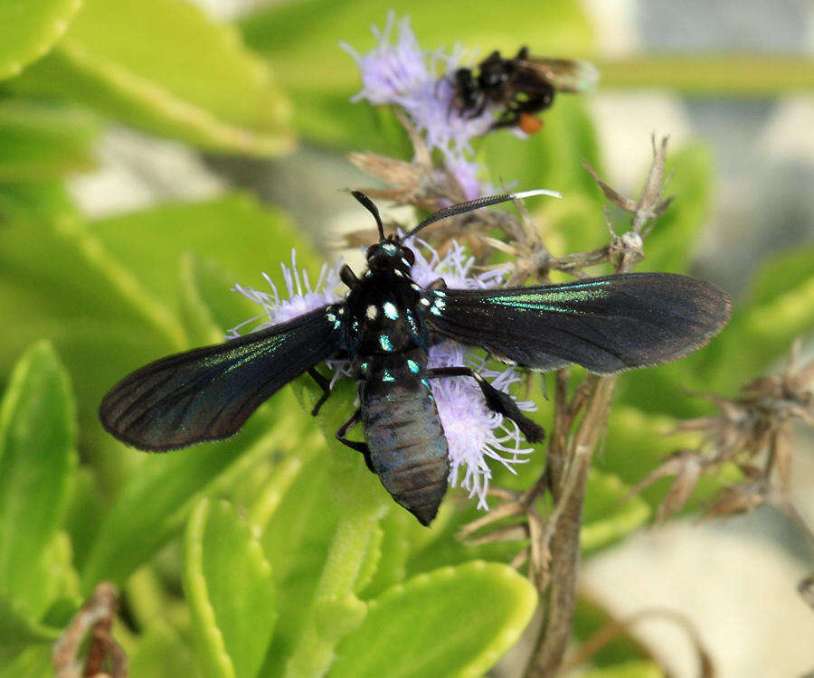 Imagem de Poliopastea auripes Walker 1854