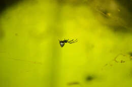 صورة Argyrodes antipodianus O. Pickard-Cambridge 1880