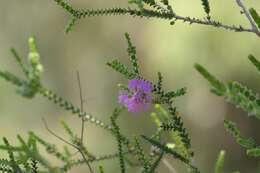 Image de Melaleuca crossota Craven & R. D. Edwards