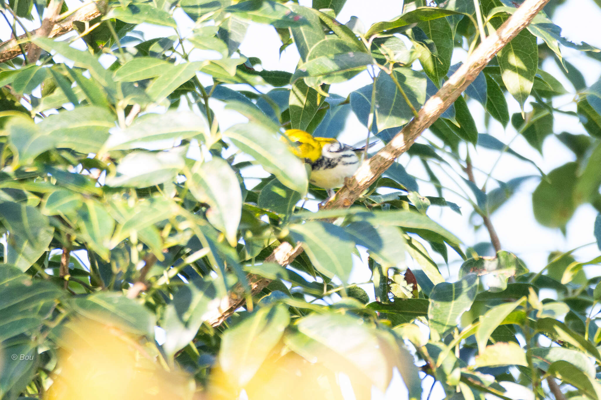 Image of Black-throated Green Warbler