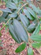 Image of Cleyera longicarpa (Yamamoto) Masam.