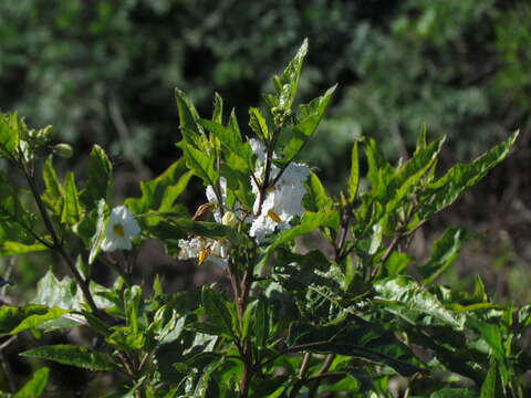 Image of Solanum bonariense L.