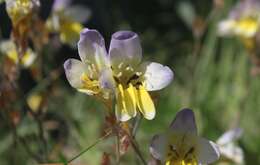 Image of Sparaxis caryophyllacea Goldblatt