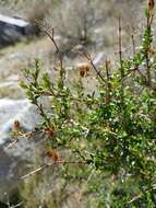 Image of snapdragon penstemon