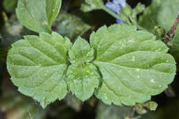 Image of West Indian sage