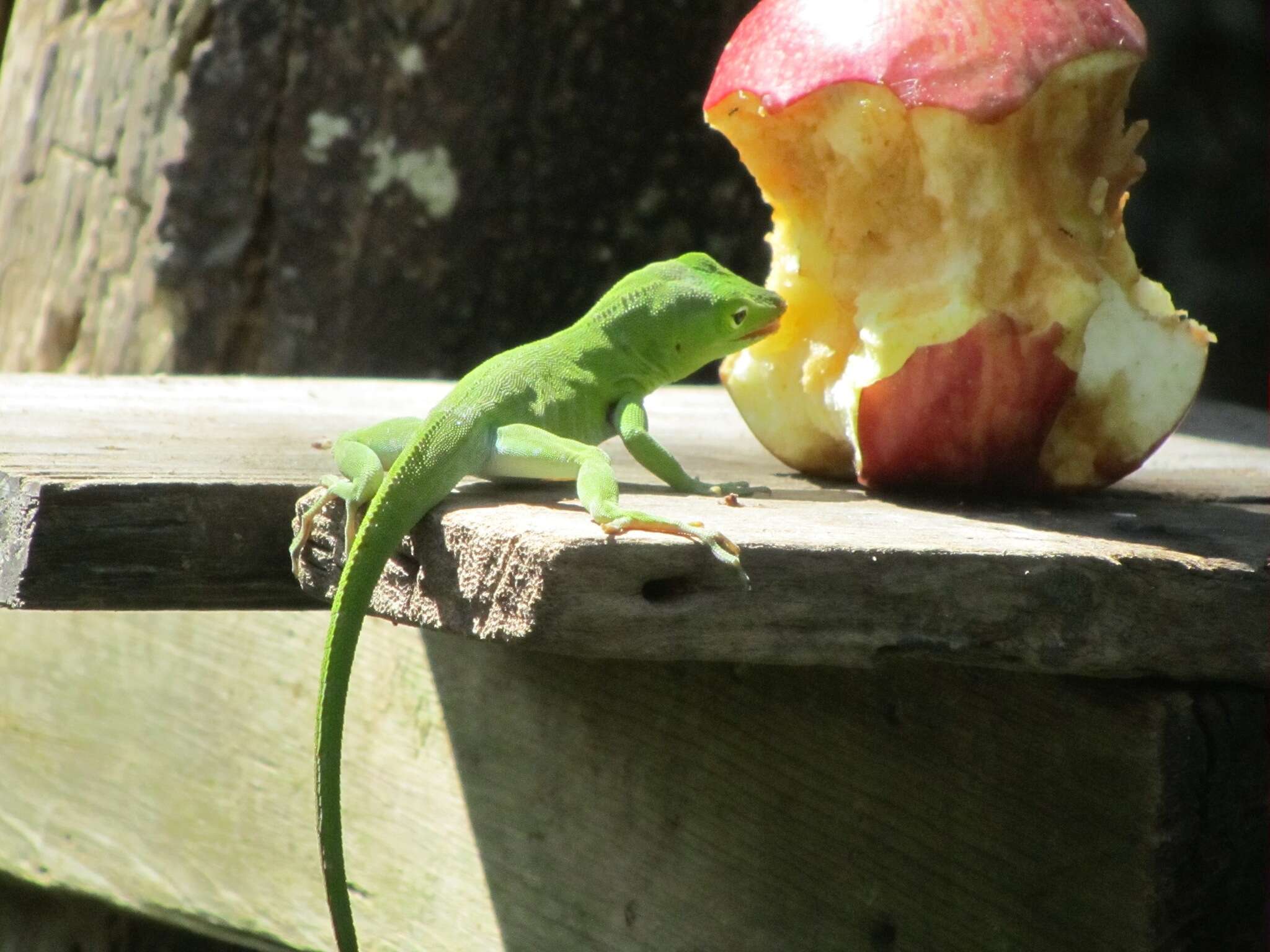 Image of Jamaican giant anole