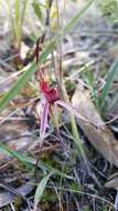 Image of Tailed spider orchid