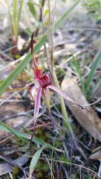 Image of Tailed spider orchid