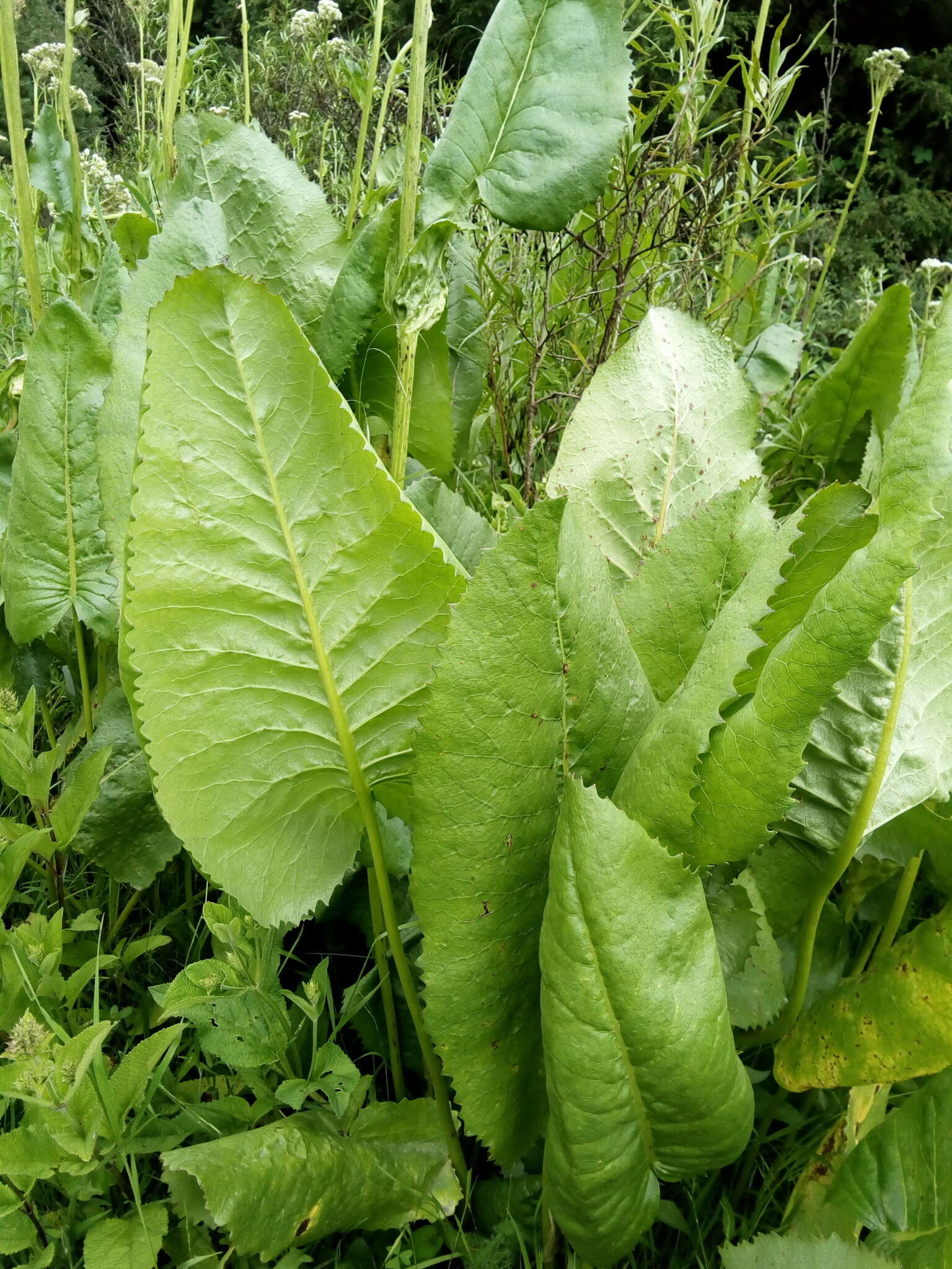 Image of Psacalium silphiifolium (B. L. Rob. & Greenm.) H. Rob. & Brettell