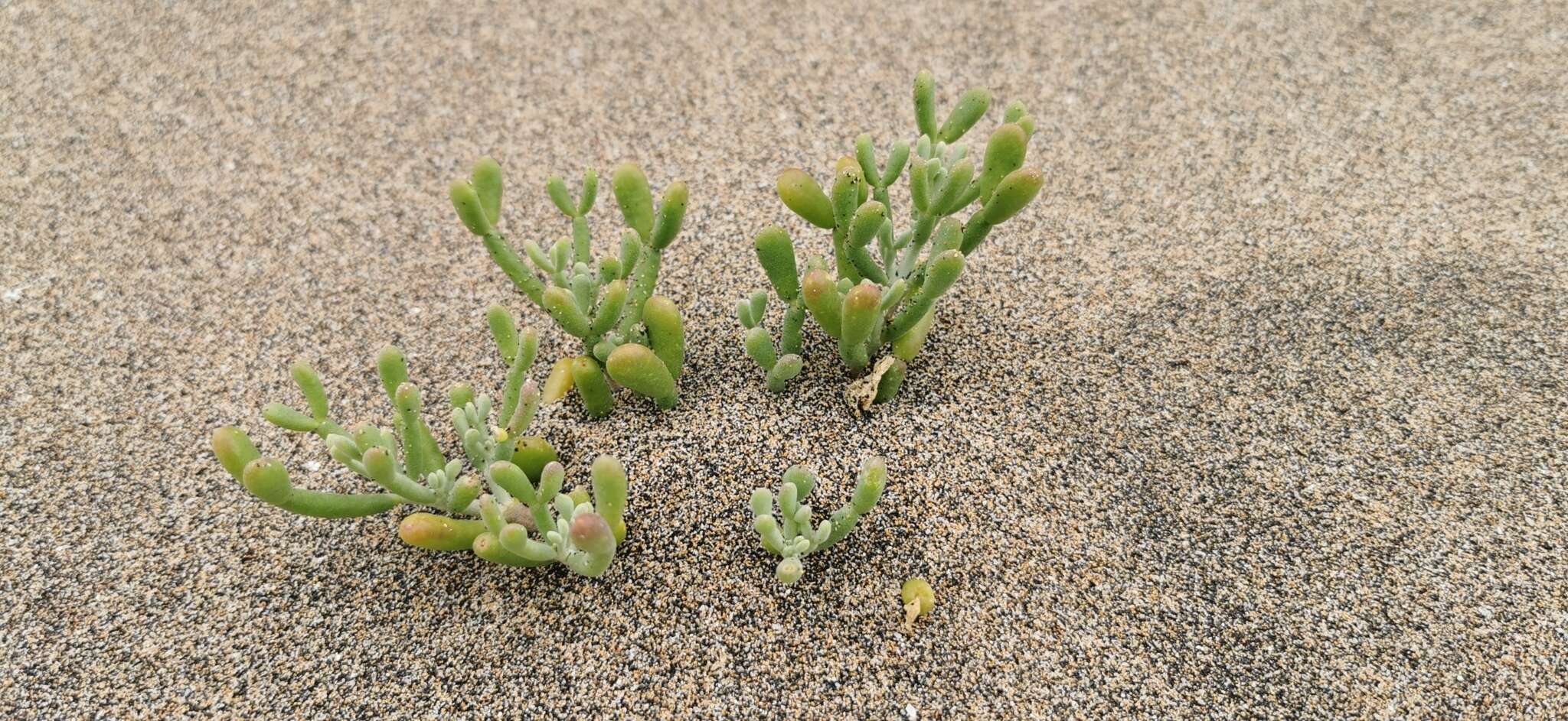 Image of Tetraena fontanesii (Webb & Berthel.) Beier & Thulin