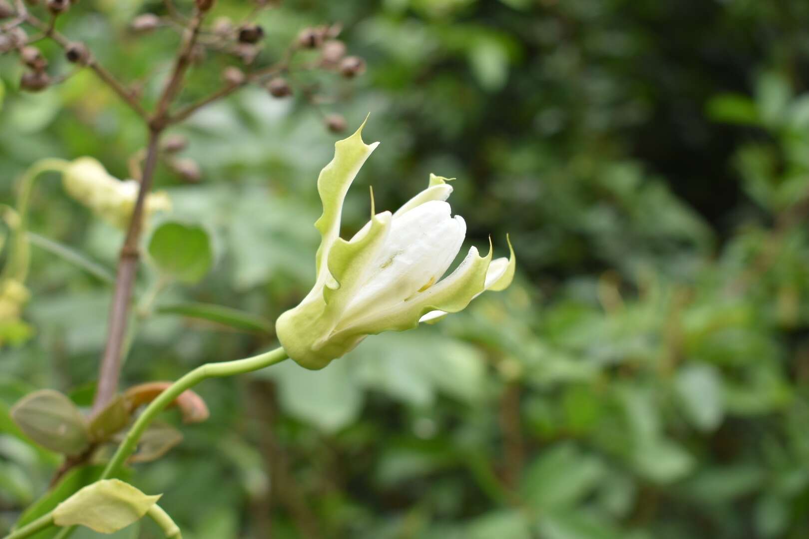 Image of Passiflora mucronata Lam.