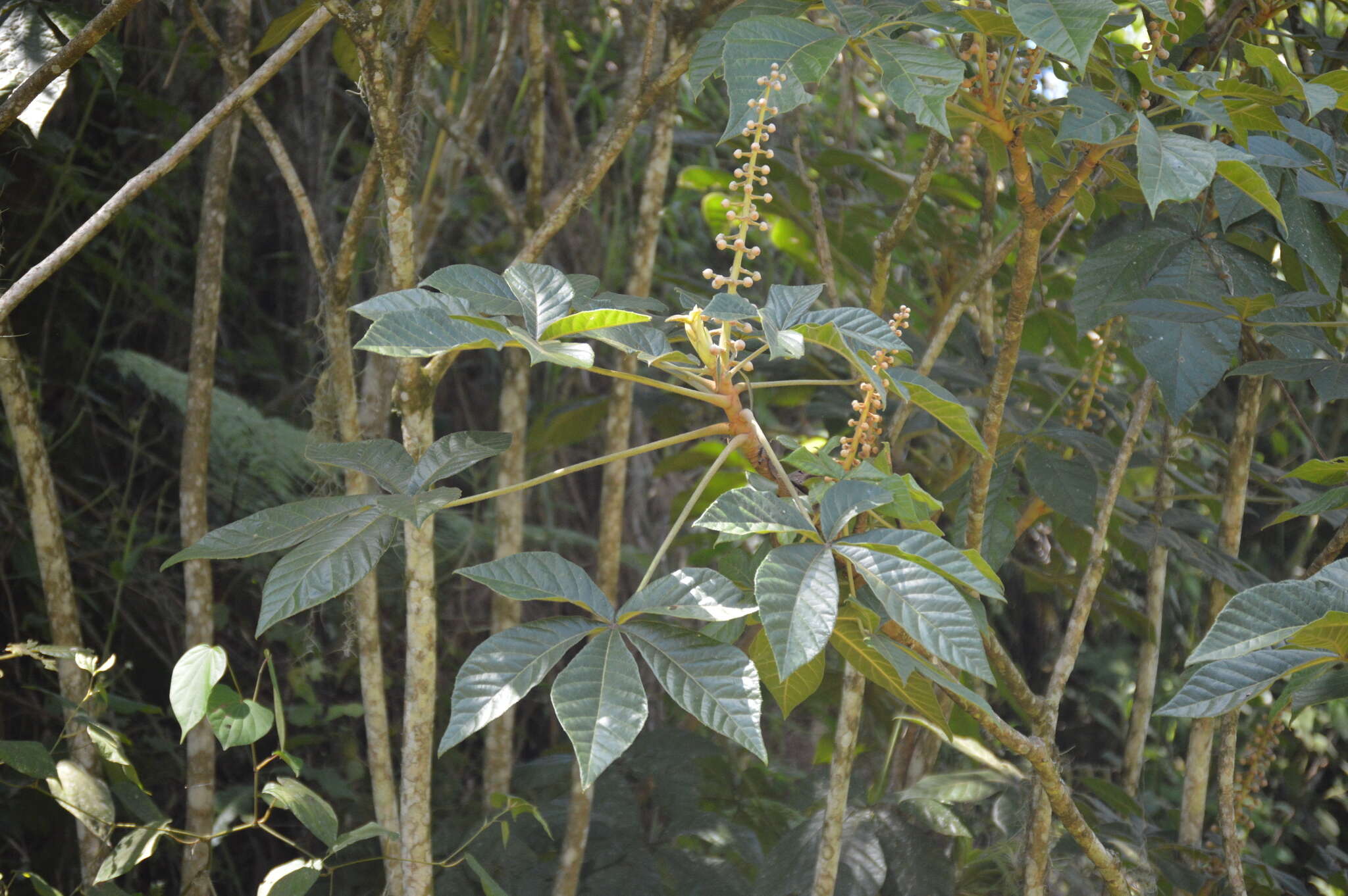 Image of Oreopanax echinops (Schltdl. & Cham.) Decne. & Planch.