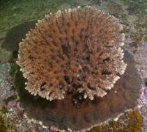 Image of Acropora solitaryensis Veron & Wallace 1984