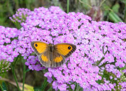Image of hedge brown