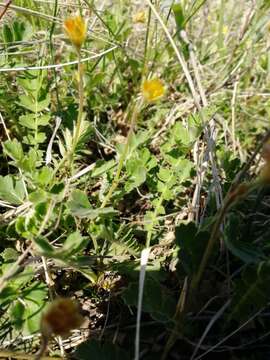 Image de Geum geoides (Pall.) Smedmark