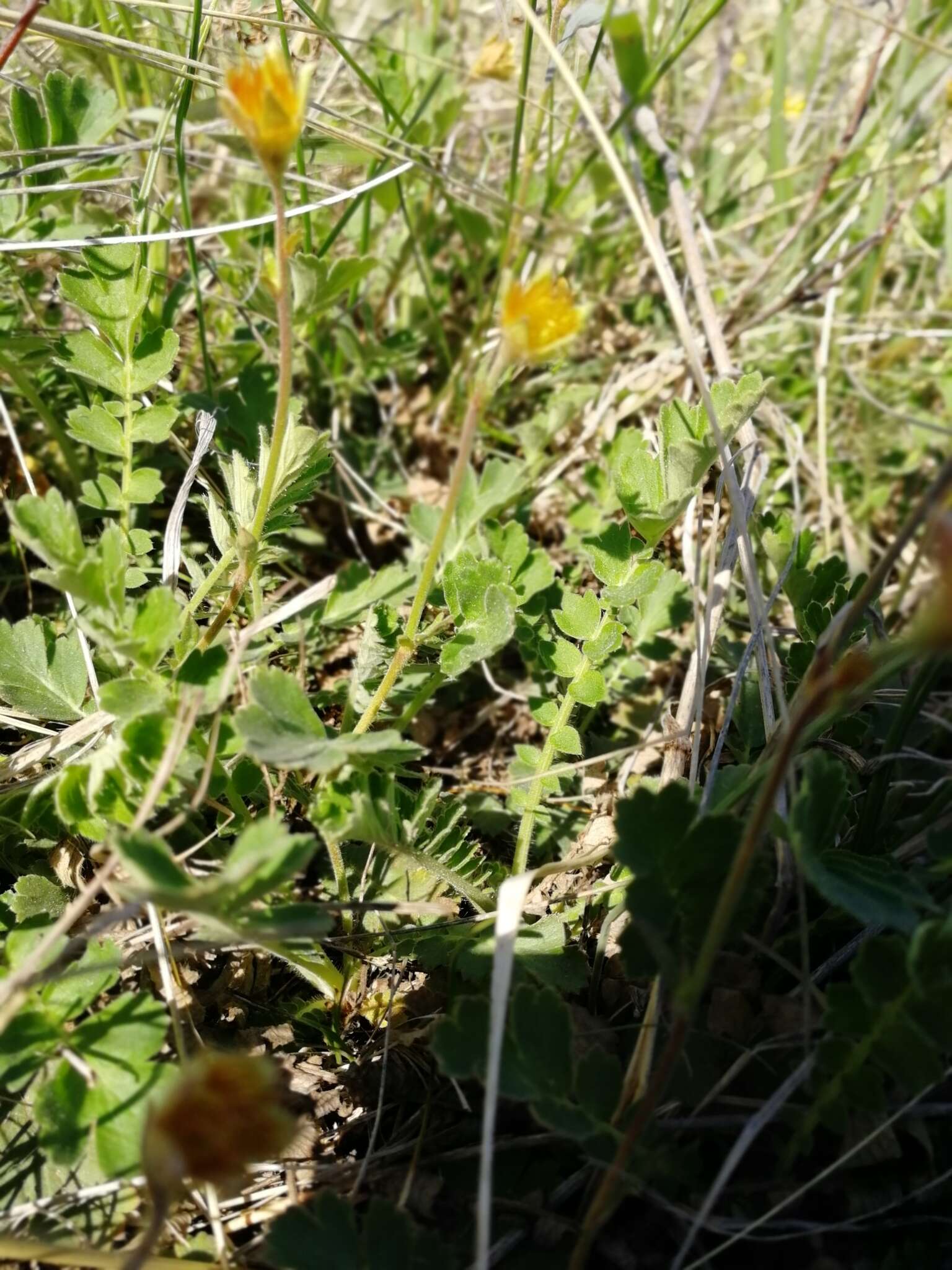 Image of Geum geoides (Pall.) Smedmark