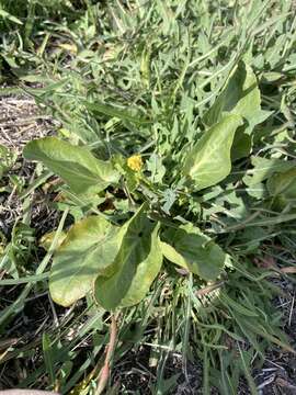 Image of adobe snakeroot