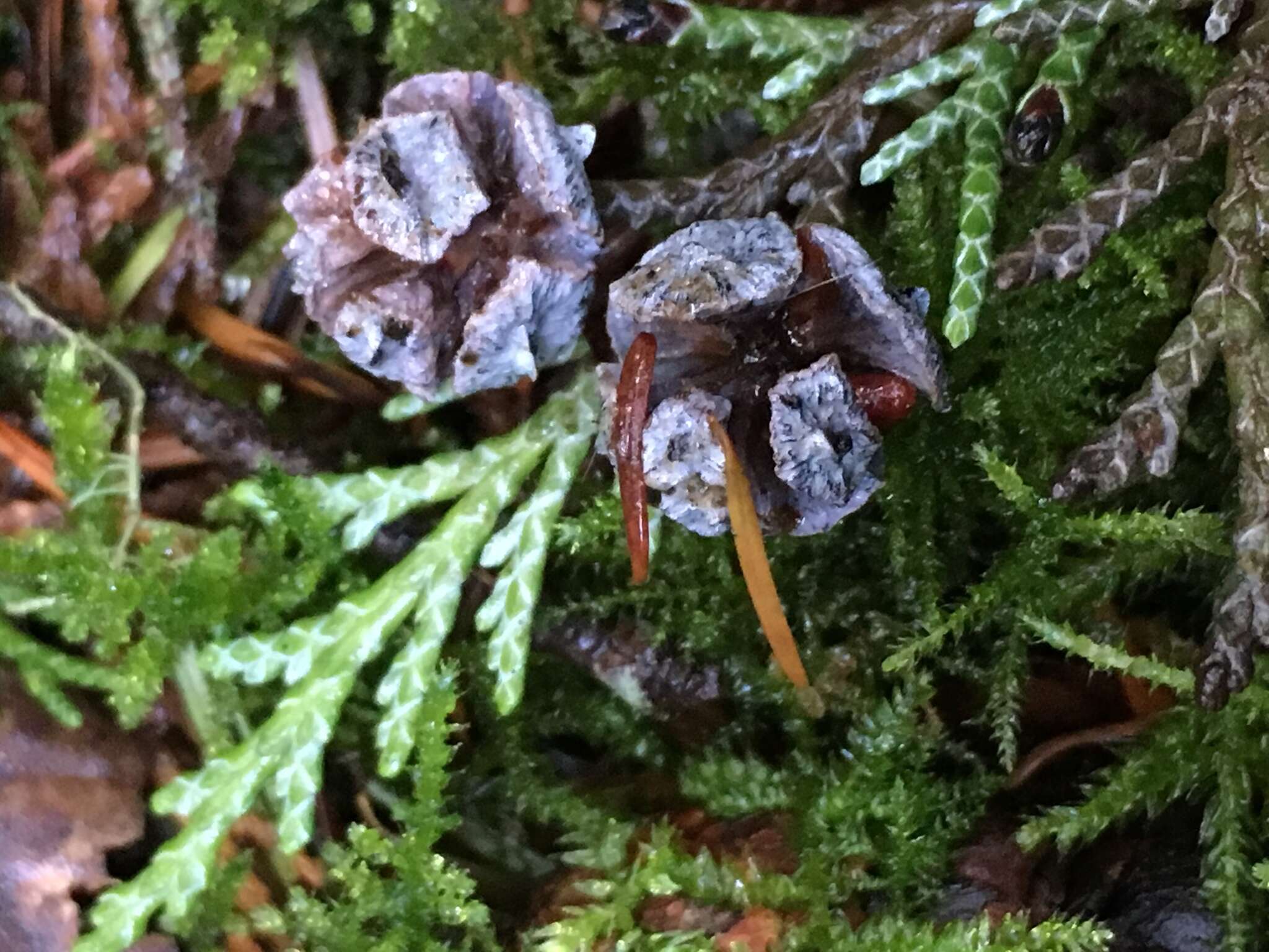 Image of Lawson's Cypress