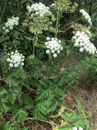 Image of American Cow-Parsnip