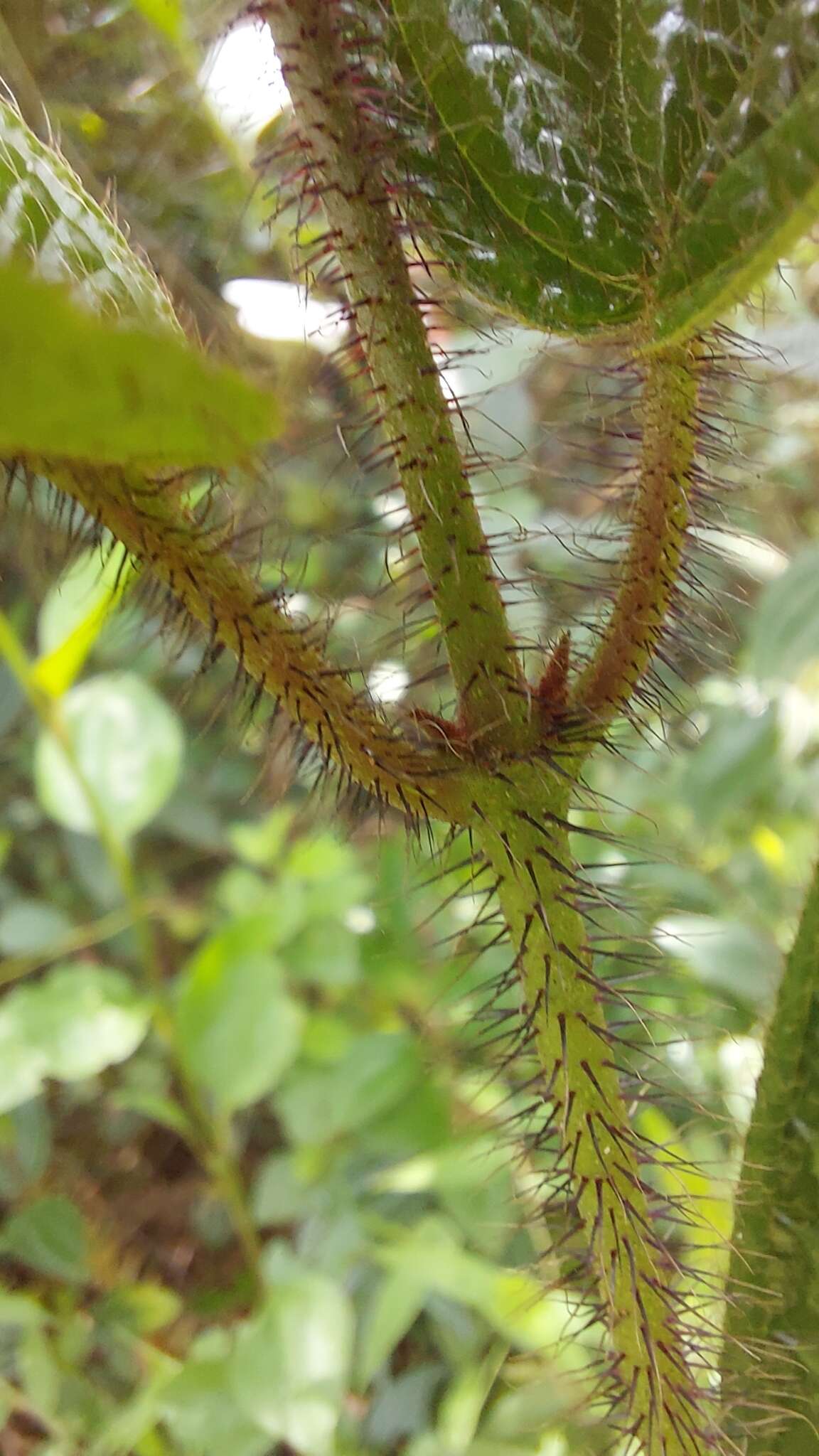 Image of Miconia australis