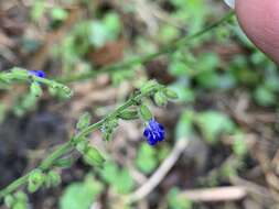 Image of West Indian sage