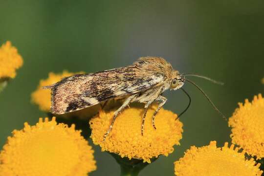 Image of Cryptocala chardinyi Boisduval 1828