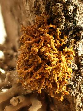 Image of coral orange lichen