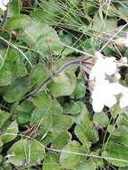 Imagem de Ourisia macrophylla subsp. lactea (L. B. Moore) Meudt