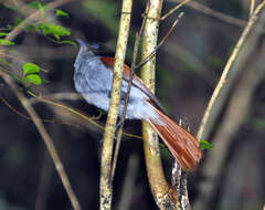 Image of Mascarene Paradise Flycatcher