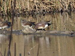 Image of American Wigeon