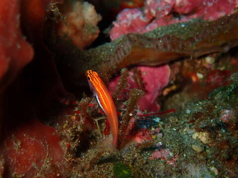 Image of Neon dwarfgoby