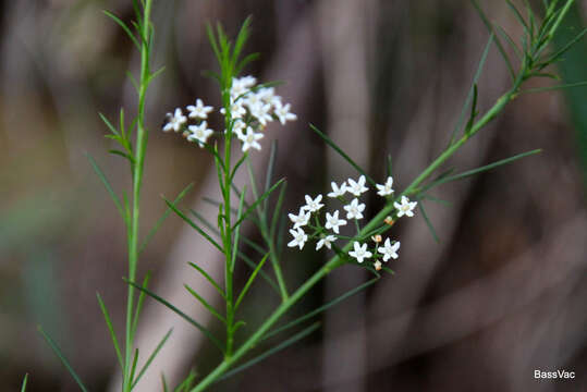 Imagem de Platysace linearifolia (Cav.) C. Norman