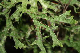 Image of Pseudocyphellaria billardierei (Delise) Räsänen