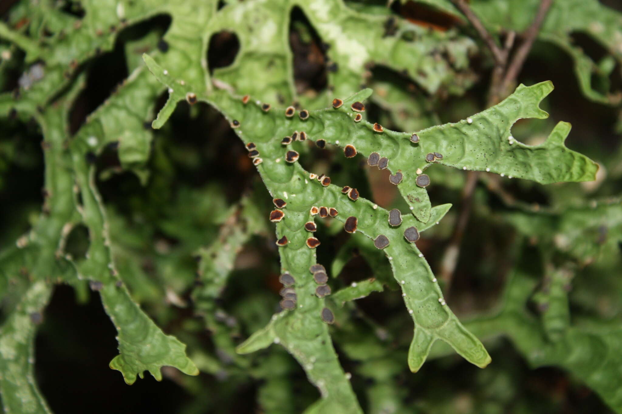 Image de Pseudocyphellaria billardierei (Delise) Räsänen