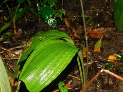 Image of Calanthe ceciliae Rchb. fil.