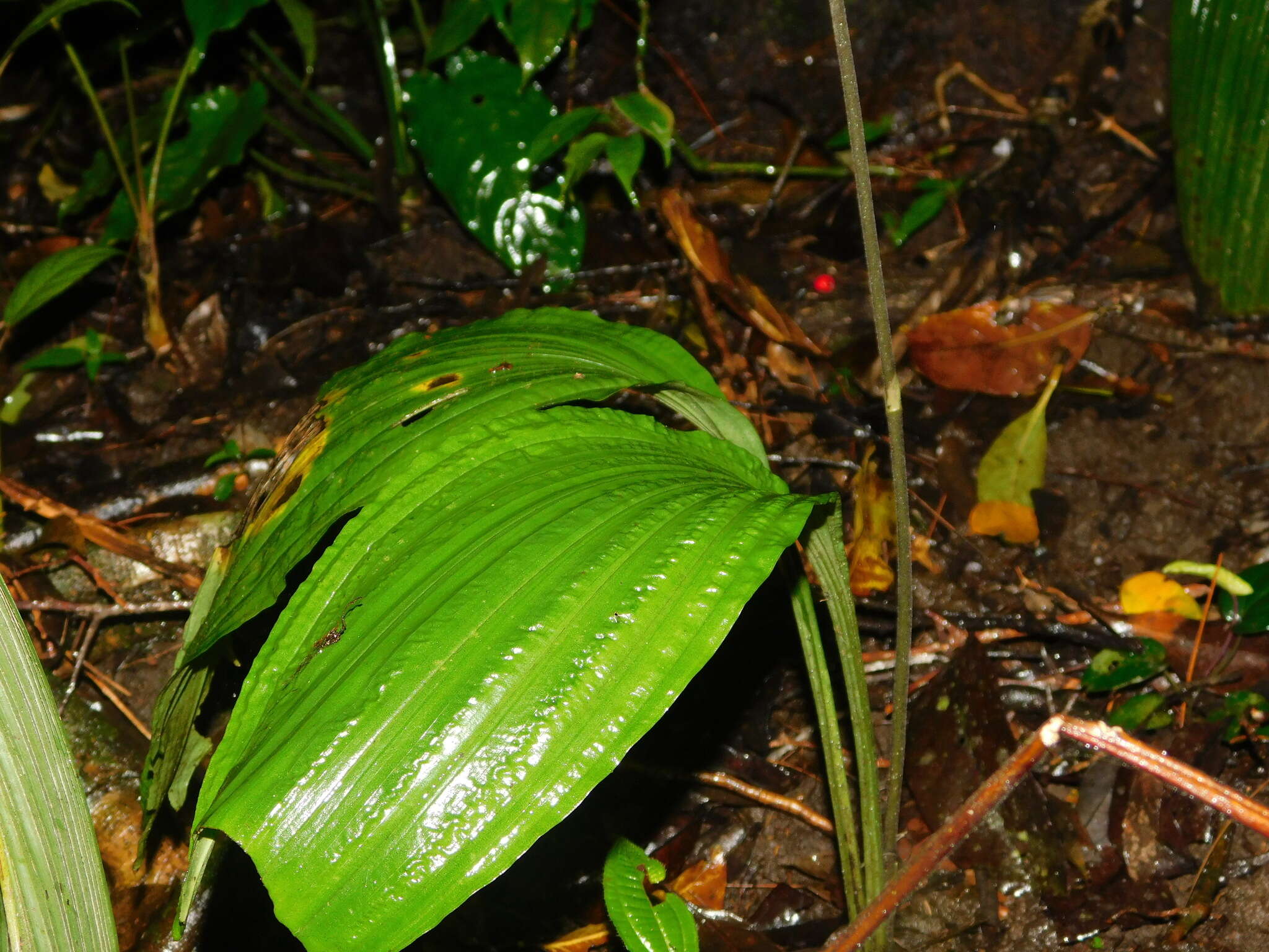 Image of Calanthe ceciliae Rchb. fil.