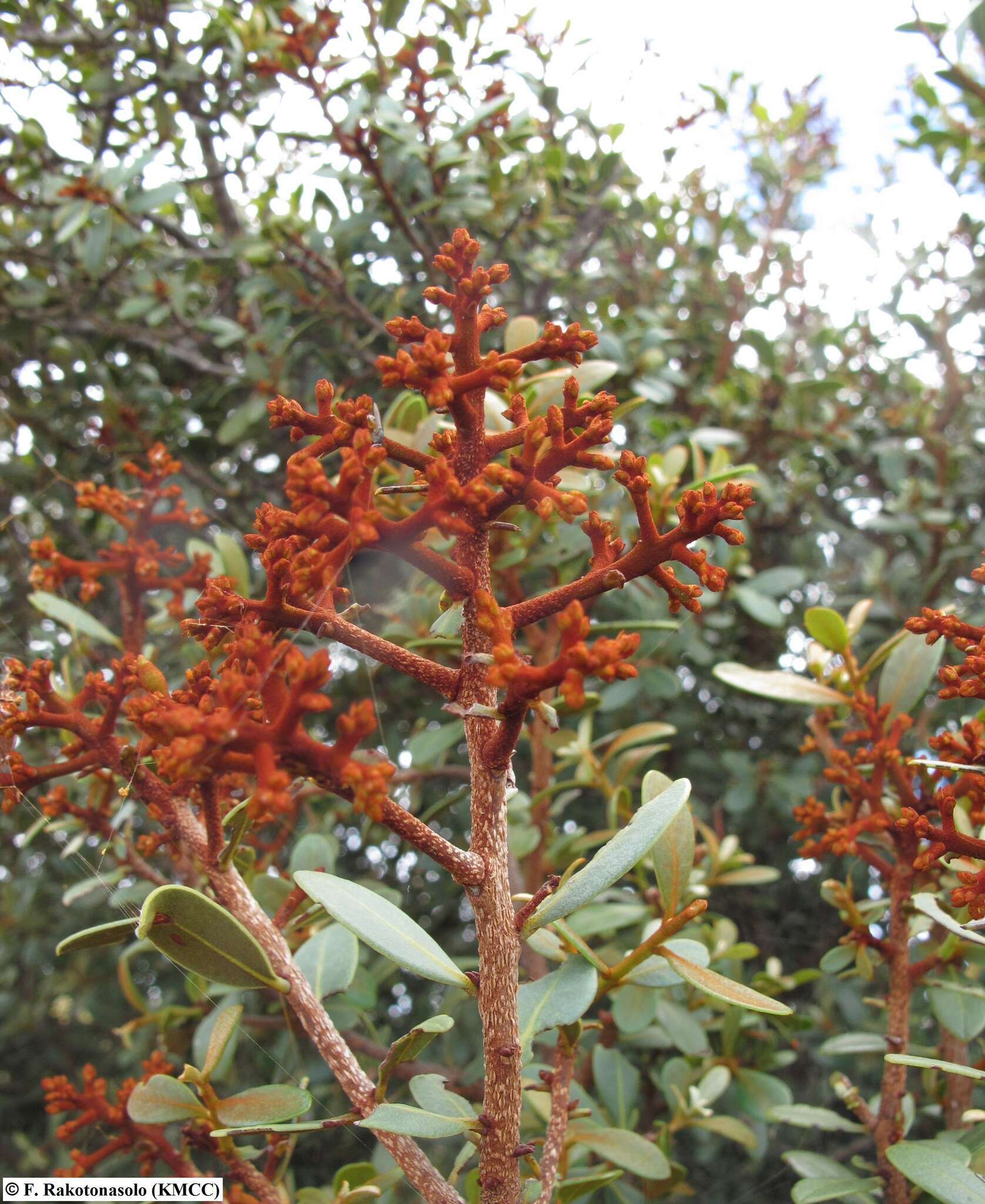 Image of Asteropeia densiflora Baker