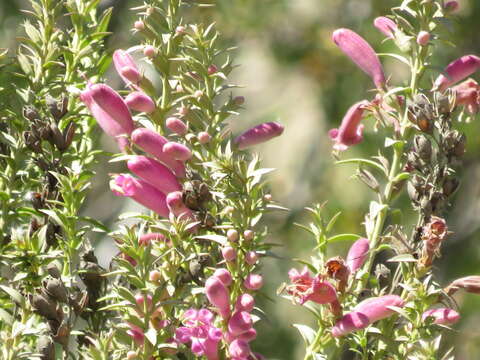 Image of Agalinis lanceolata (Ruiz & Pav.) W. G. D' Arcy