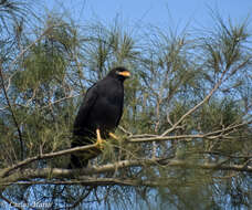 Imagem de Buteogallus urubitinga ridgwayi (Gurney Sr 1884)