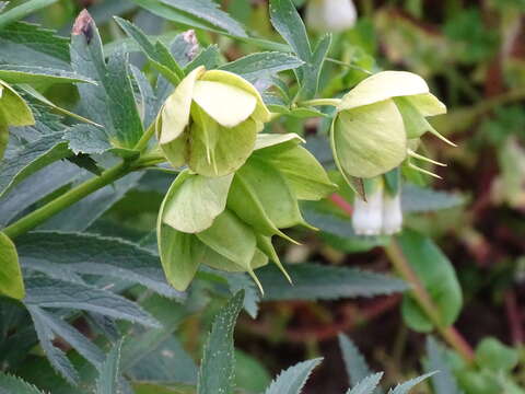 Image of Helleborus bocconei Ten.