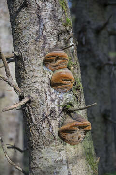 Phellinus hartigii (Allesch. & Schnabl) Pat. 1903 resmi