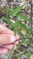 Image of Stachytarpheta indica (L.) Vahl