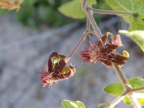 Image of Pringle's swallow-wort