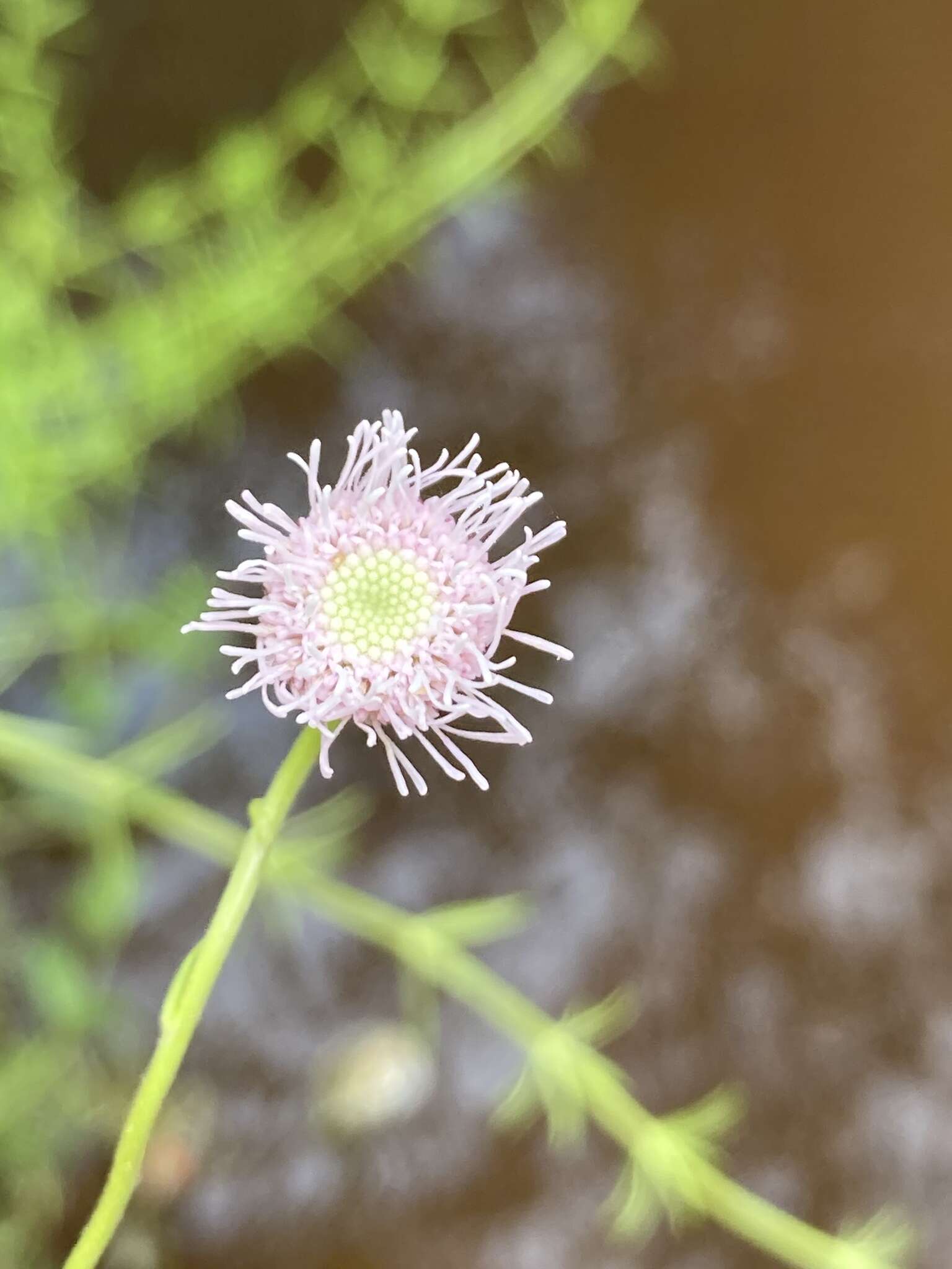 صورة Sclerolepis uniflora (Walt.) Britt., Sterns & Pogg.