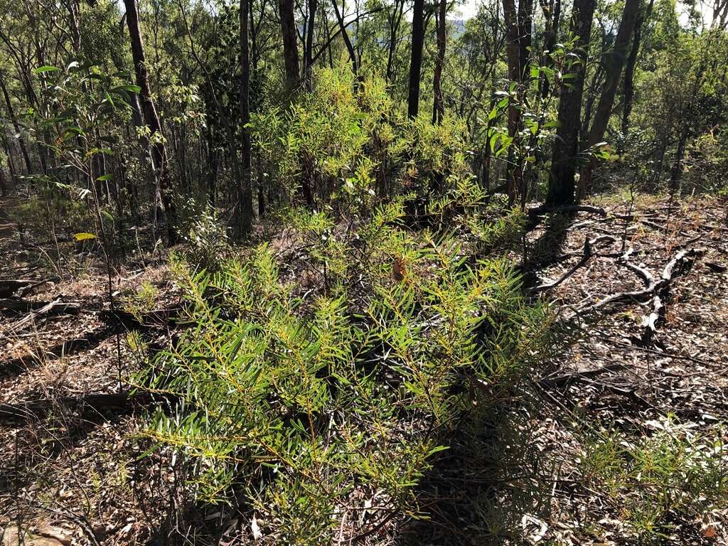 Image of graceful wattle