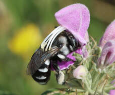 صورة Anthophora ponomarevae Brooks 1988