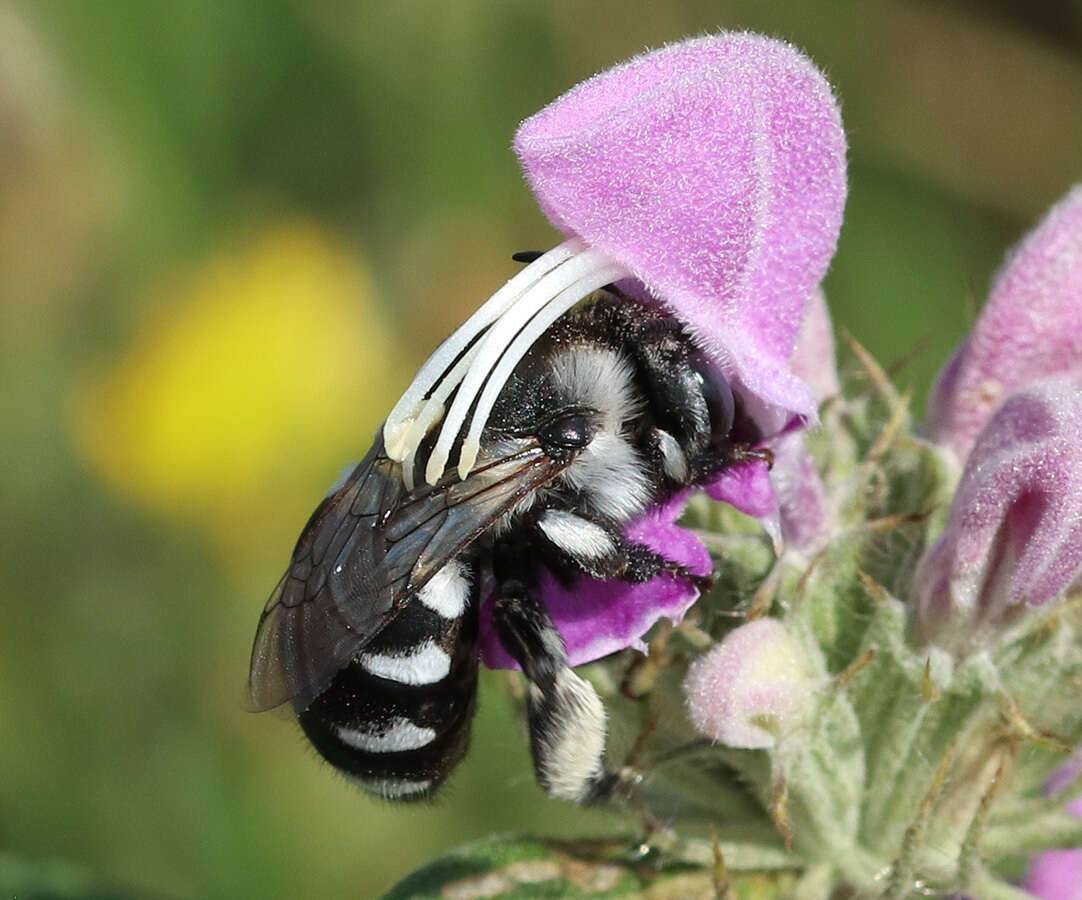 Image of Anthophora ponomarevae Brooks 1988