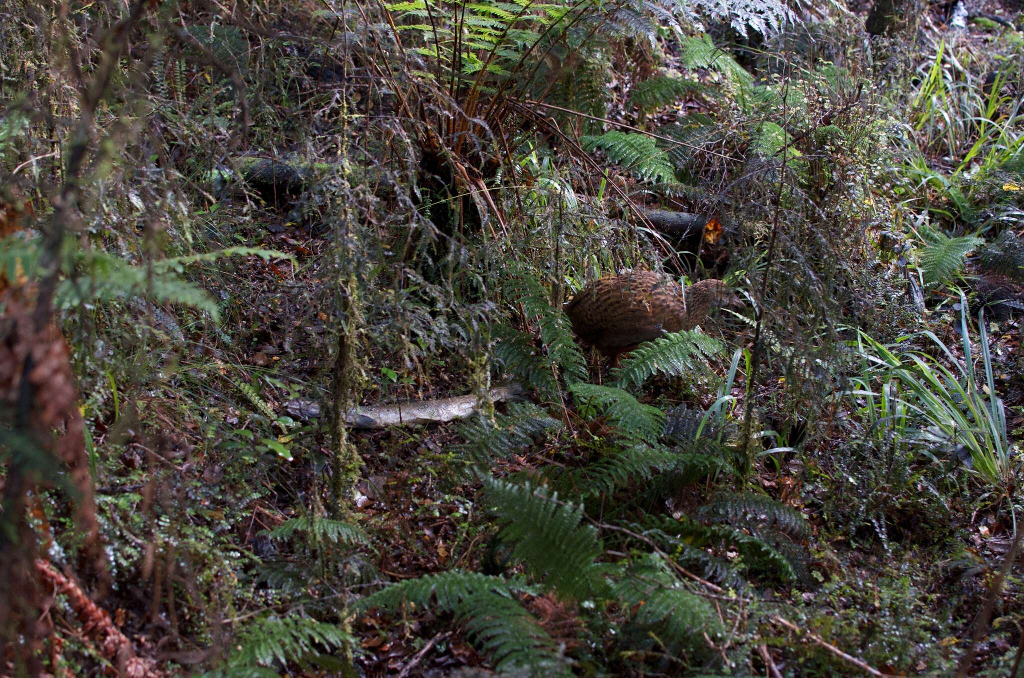 Image of Lord Howe wood rail